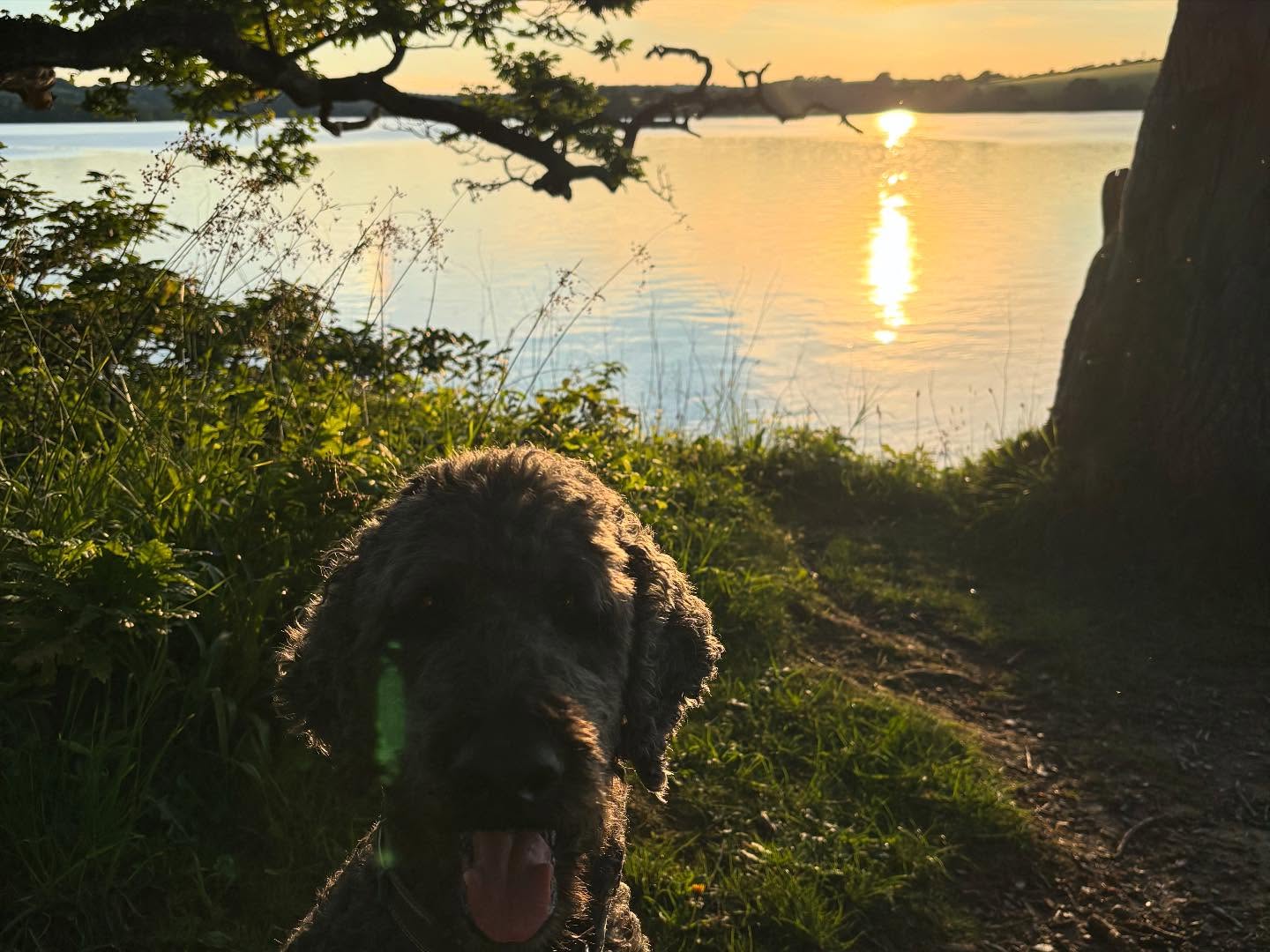 Dartmoordarling 1747166998 3631822468532662376 2375284119