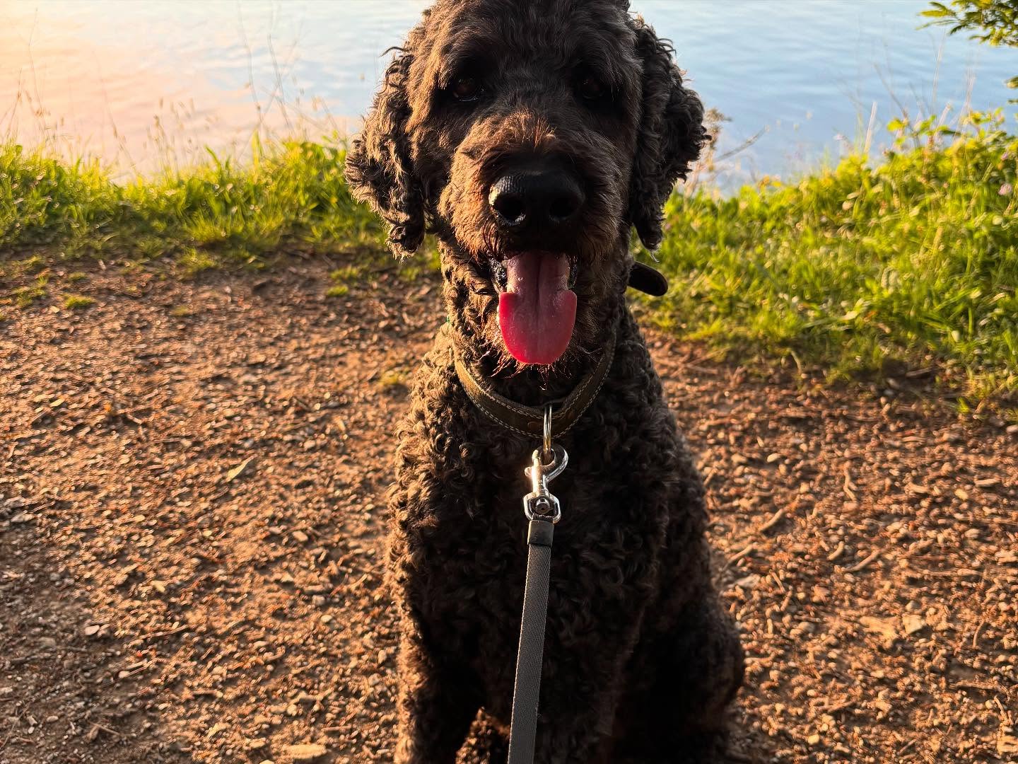 Dartmoordarling 1747166998 3631822468540933048 2375284119